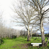 Poplars and Water Trough